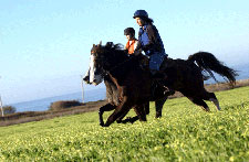USA-California-Costanoa Coast Getaway